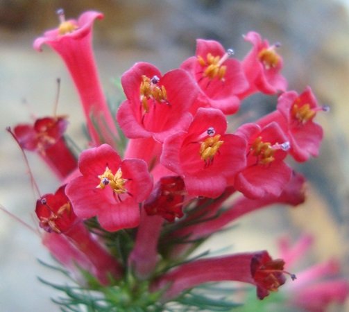 Erica vestita flowers